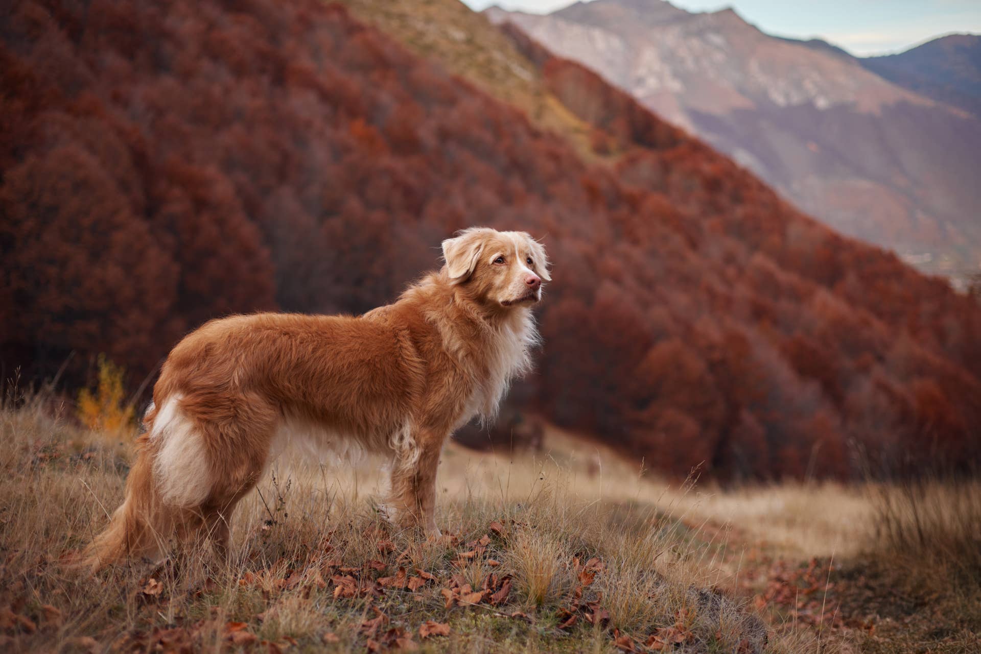 Study Shows Bond Between Humans And Dogs Goes Back 15 000 Years study-shows-bond-between-humans-and-dogs-goes-back-15-000-years