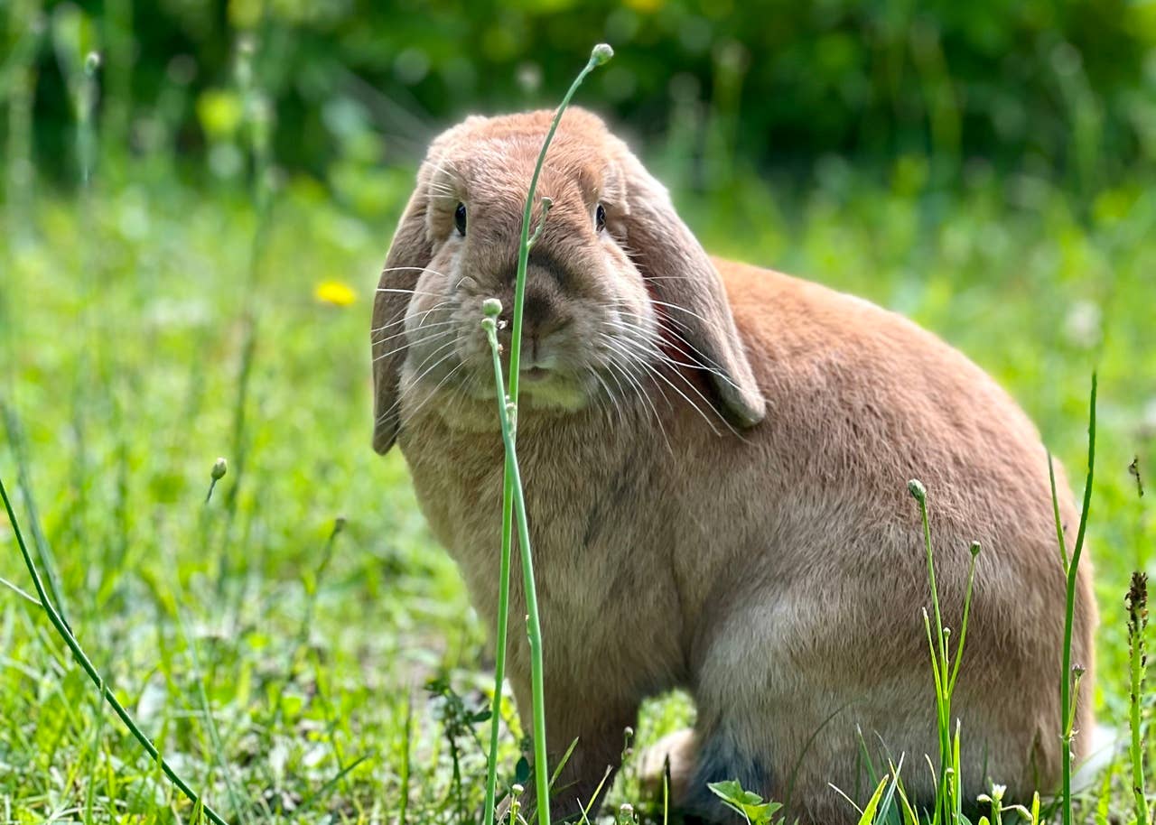 How to Get a Bunny To Like You and Earn Its Trust, Vet Tips - PetHelpful