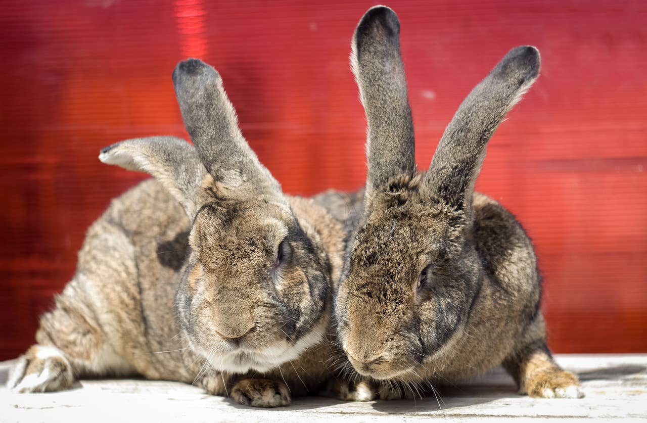 Do Giant Bunnies Make Good Family Pets? A Vet Weighs In - PetHelpful