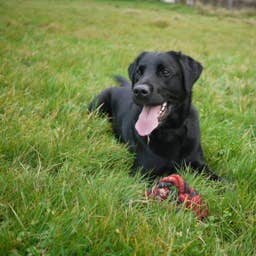 Service Dog in Training Welcomes College Students to Class in the Sweetest Way