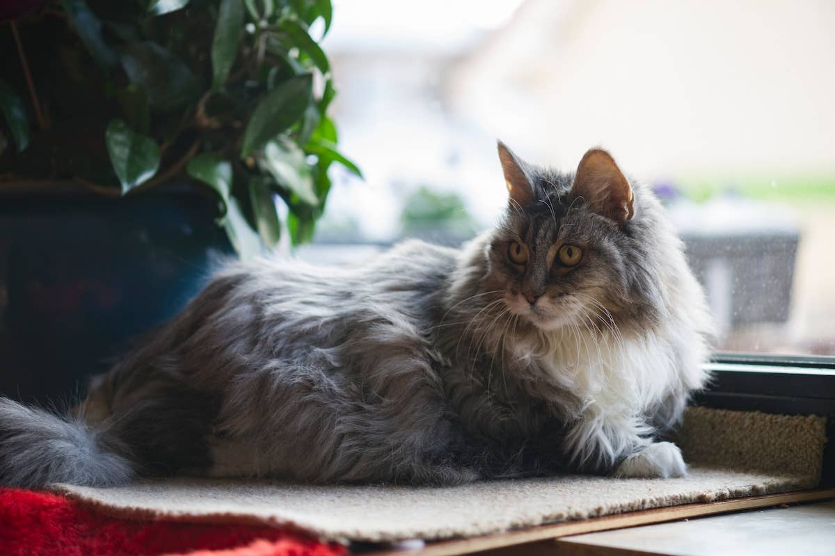 Shelter Cat - PetHelpful
