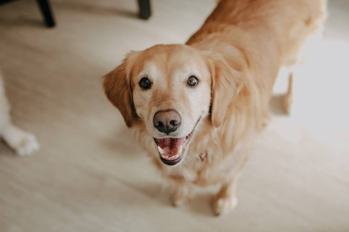 Why Does My Dog's Poop Look Like It Has Rice in It? (With Pictures ...