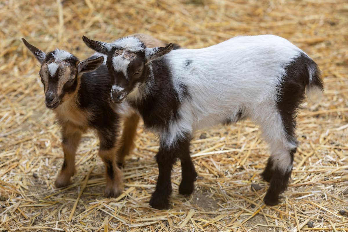Gentle Farm Dog Babysitting Rare Goat Triplets Proves Love Knows No ...