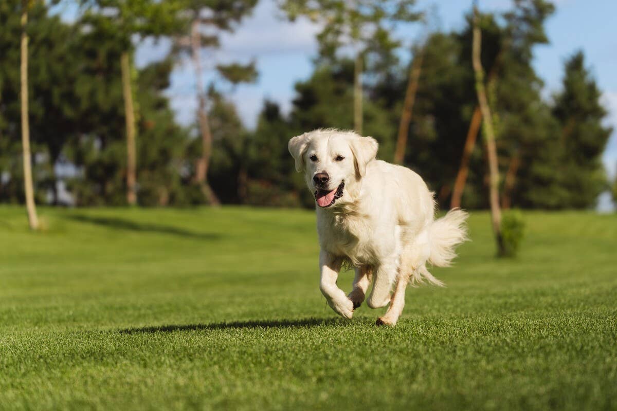 Joyful golden retriever running in a green field