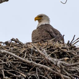 Big Bear's New Bald Eagle Babies Are Here and Everyone's Totally Smitten