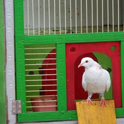 Pet Pigeon Adorably Thinks Sticking Out Her Tongue Is Bonding Behavior