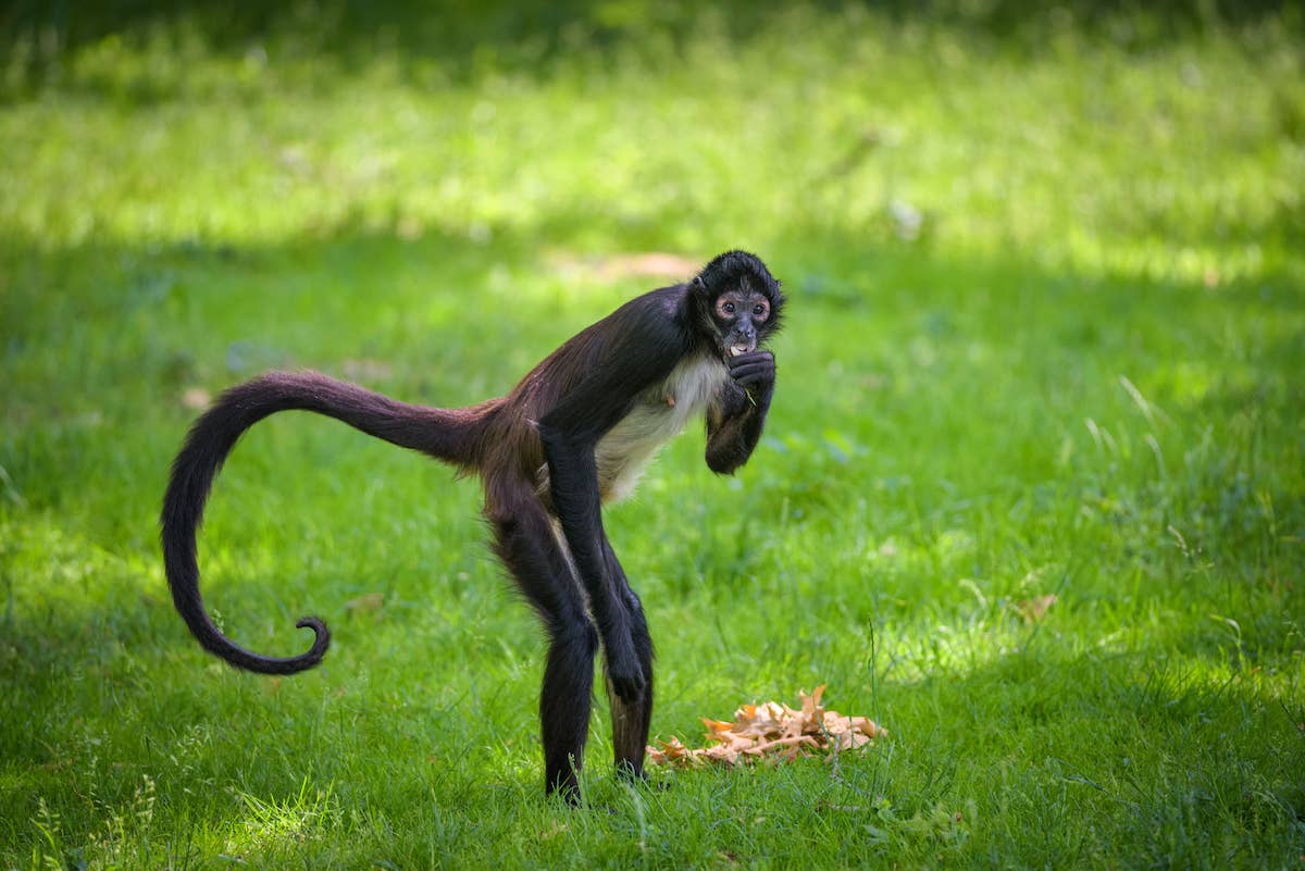 Monkeys - PetHelpful