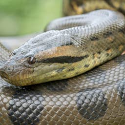 Insanely Strong Woman Carries Massive Anaconda Snake Without a Hitch