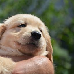 Golden Retriever Puppy's First Starbucks Run Is Pure Cuteness Overload