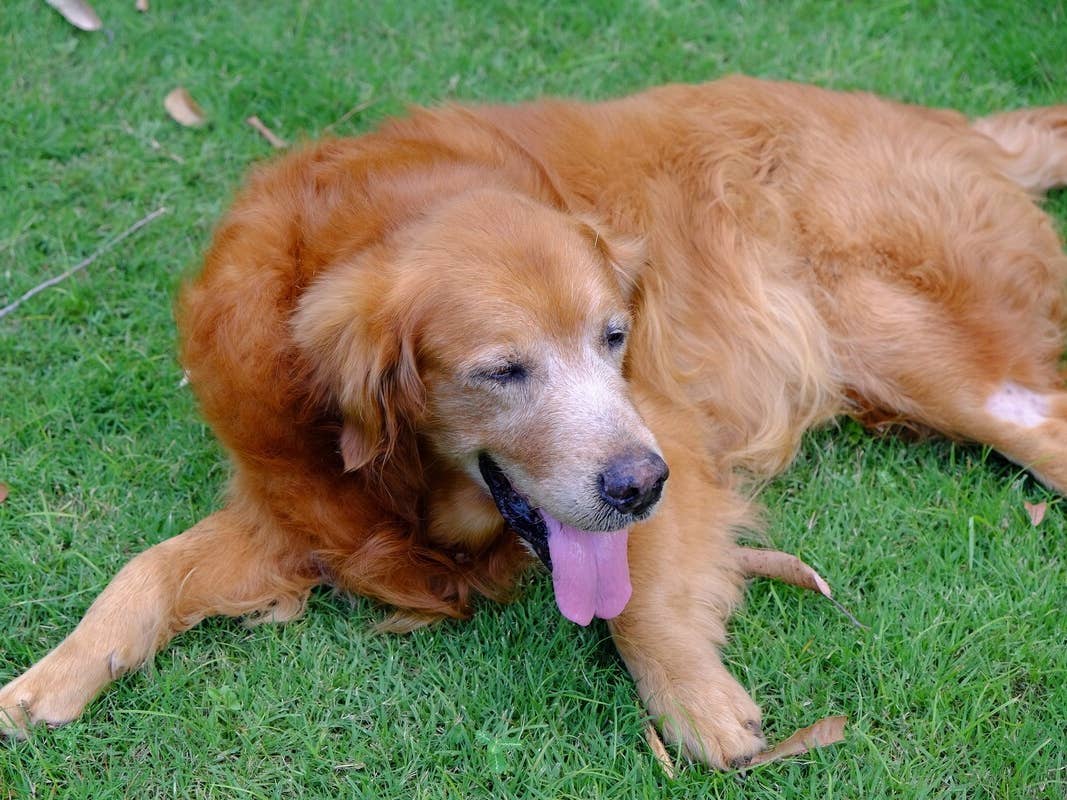 Clueless Golden Retriever’s Struggle To ‘Think in Real Time’ While ...