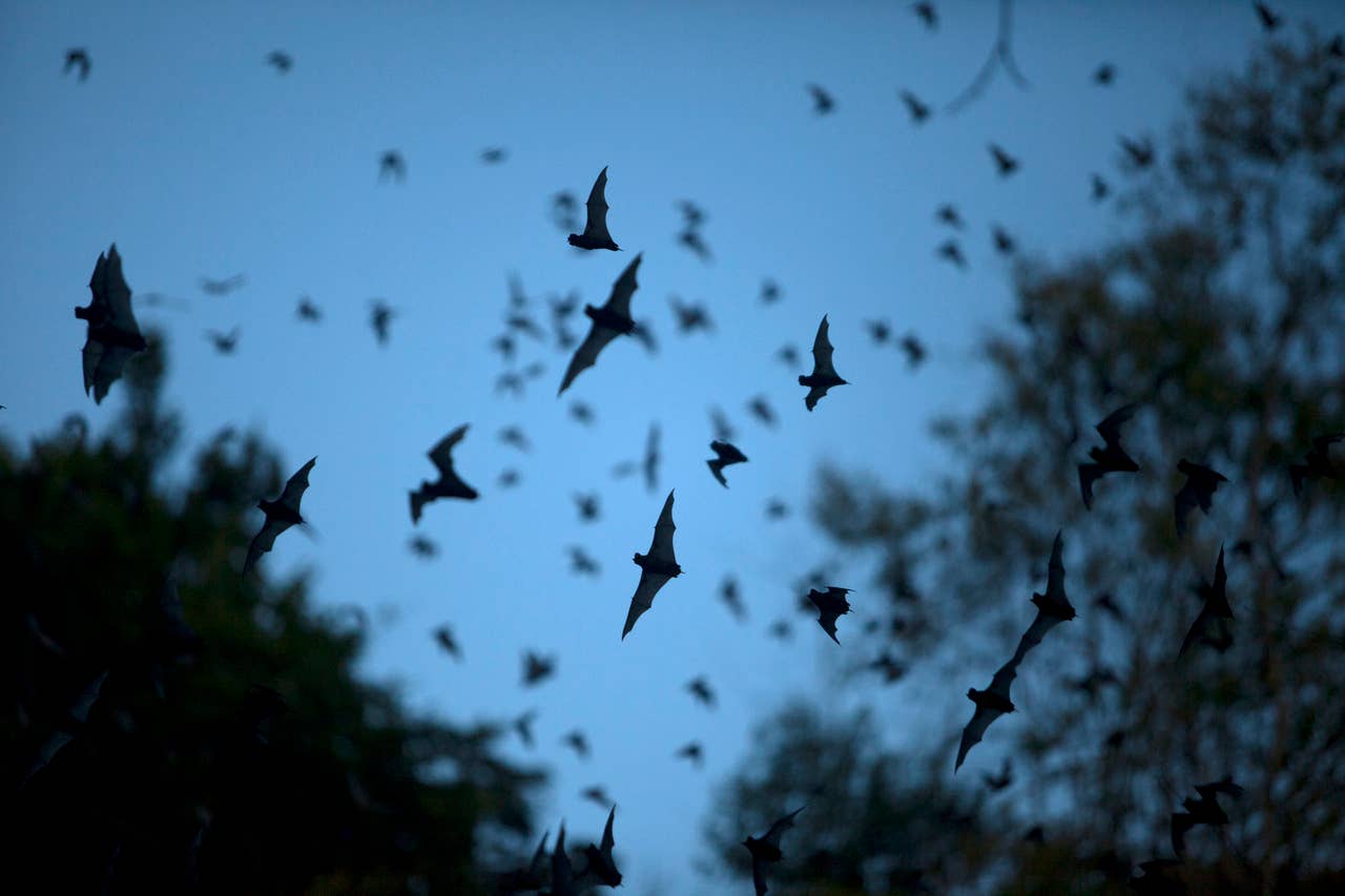 What It Means If You See Bats Near Your House At Night PetHelpful what-it-means-if-you-see-bats-near-your-house-at-night-pethelpful