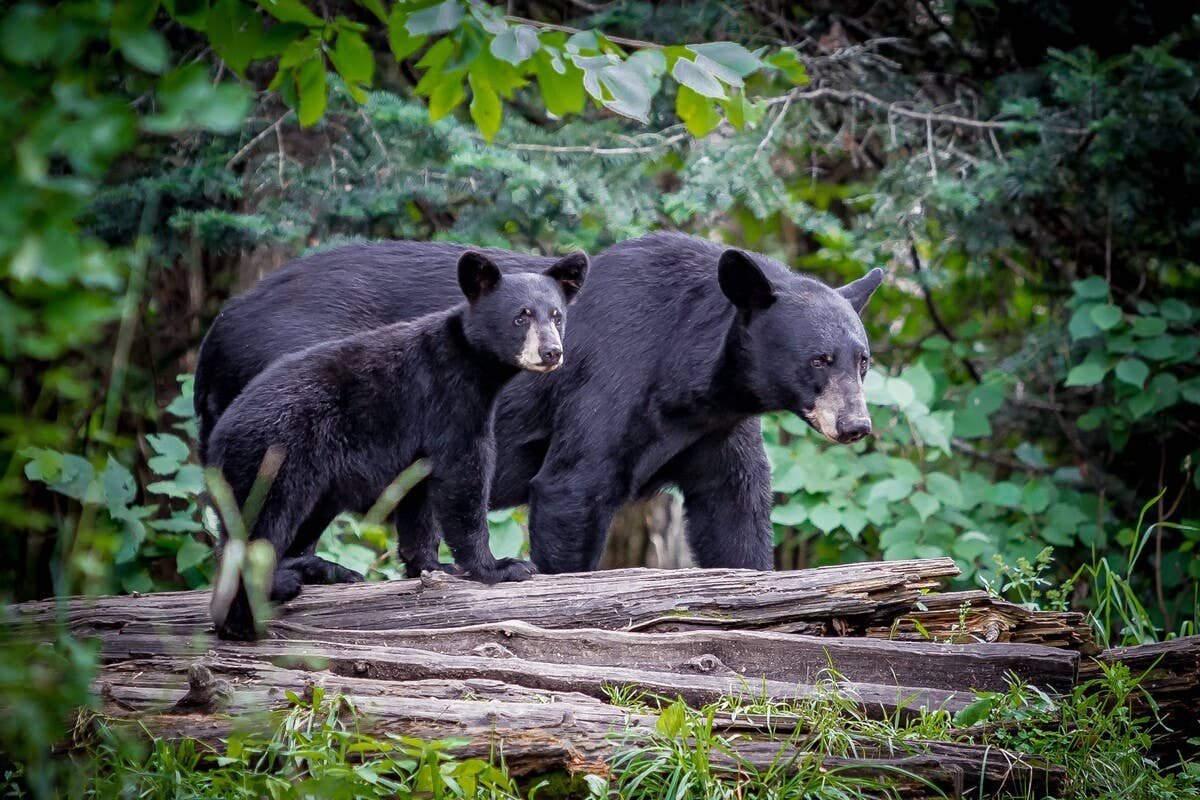Mama Bear Gently Encourages Her Cubs to Swim in a Backyard Pool—and It ...