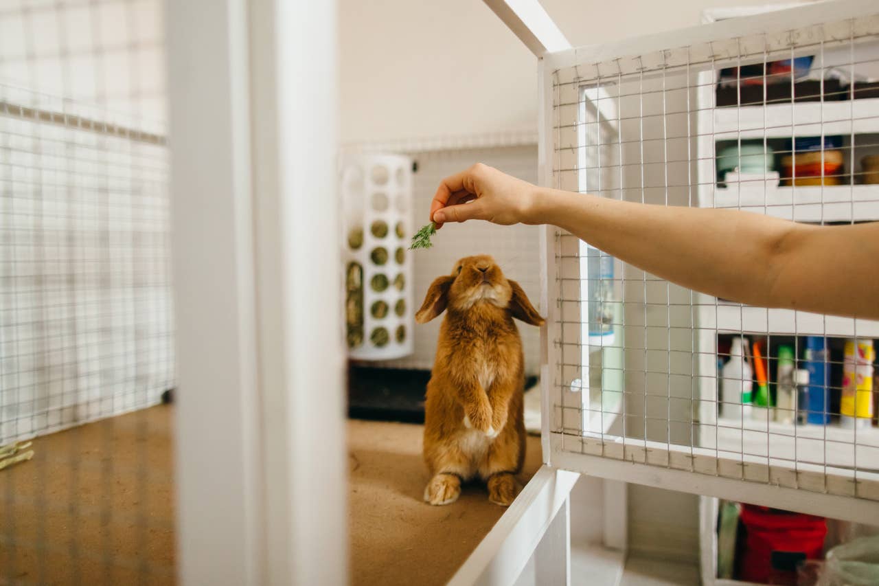 The Helpful Rabbit How to Get a Bunny To Like You and Earn Its Trust, Vet Tips - PetHelpful