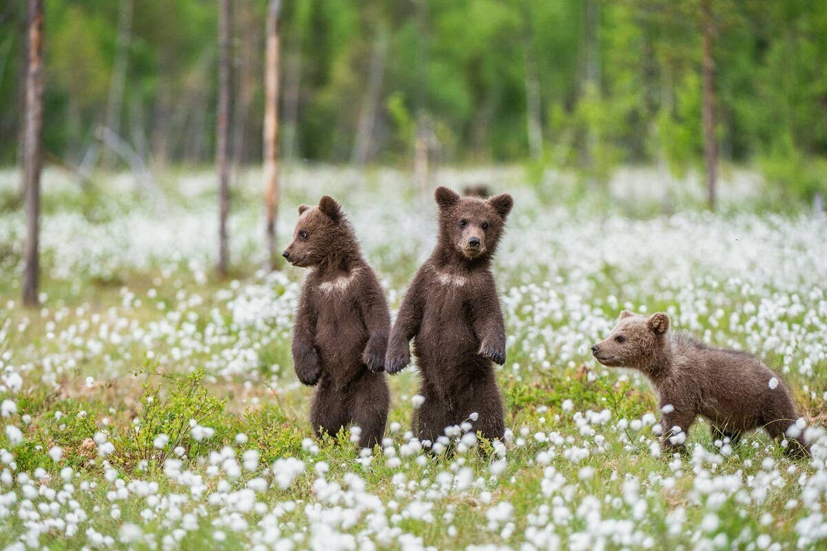 Bear Cub Ran Over Up-Close Footage of Brown Bear Cubs Running Carefree on the Beach Is ...