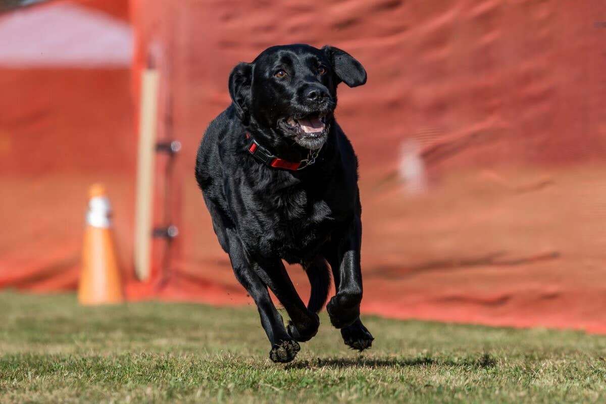 Super-Smart Labrador Retrieving Bat at Baseball Game Has People ...