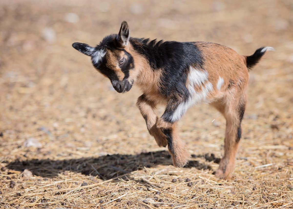 Woman Teaching Her Baby Goat to Hop Is the Cutest Thing You’ll See ...