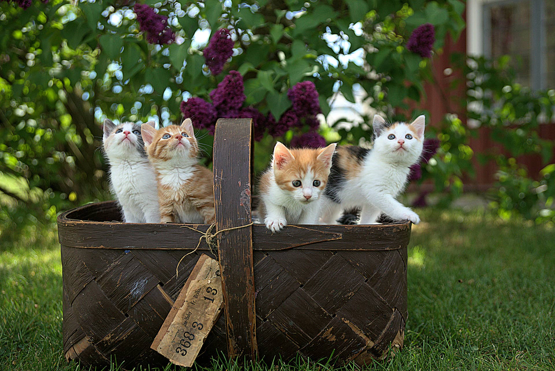 Kitten Season Is Here—What It Is And How to Help Your Local Animal ...