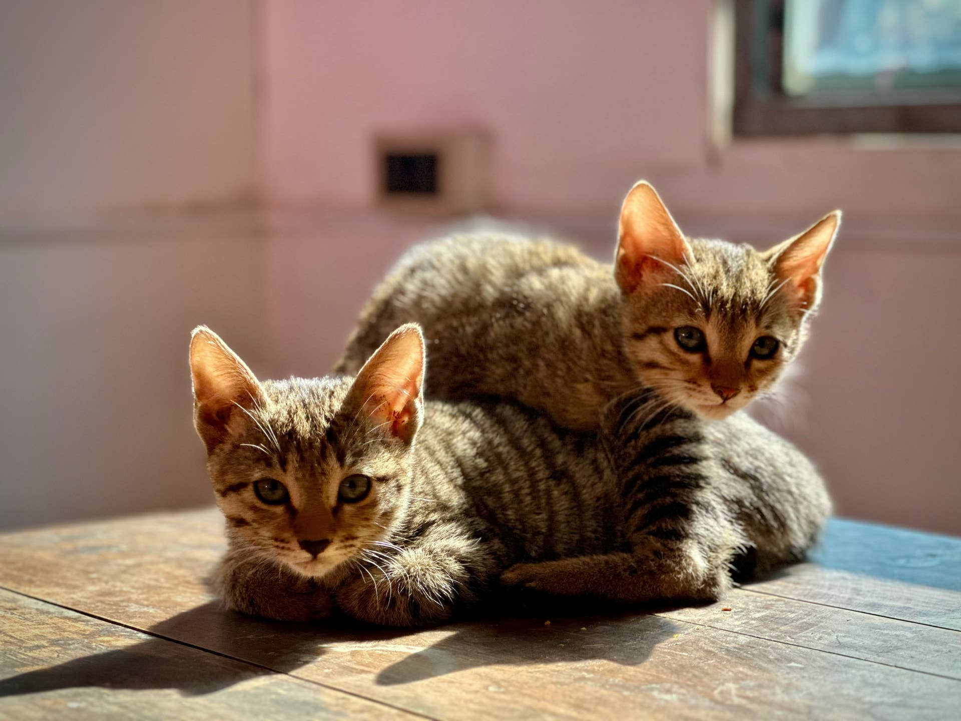 Kittens Sol Kitten Season Is Here—What It Is And How to Help Your Local Animal ...