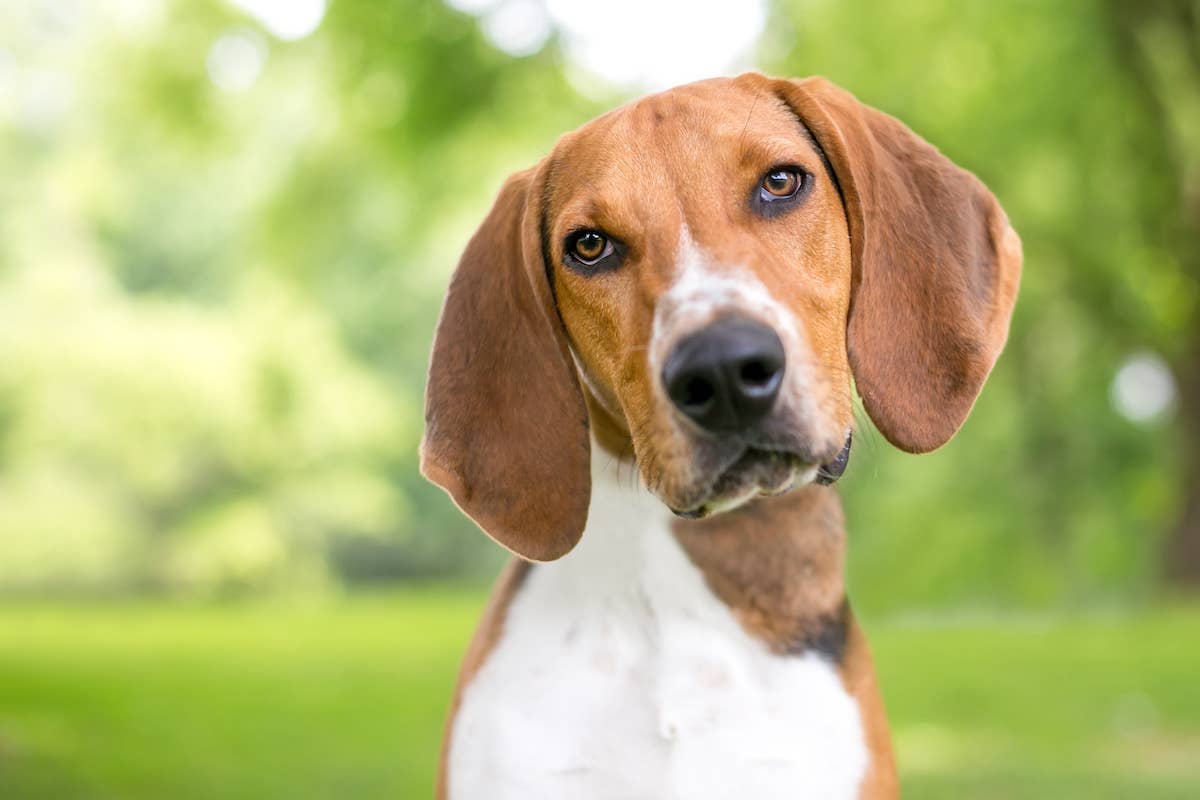 american-foxhound-outdoors.jpg