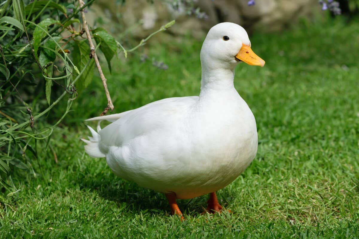 Kind Woman Stopping to Rescue Hurt Duck on Side of Road Is Melting ...