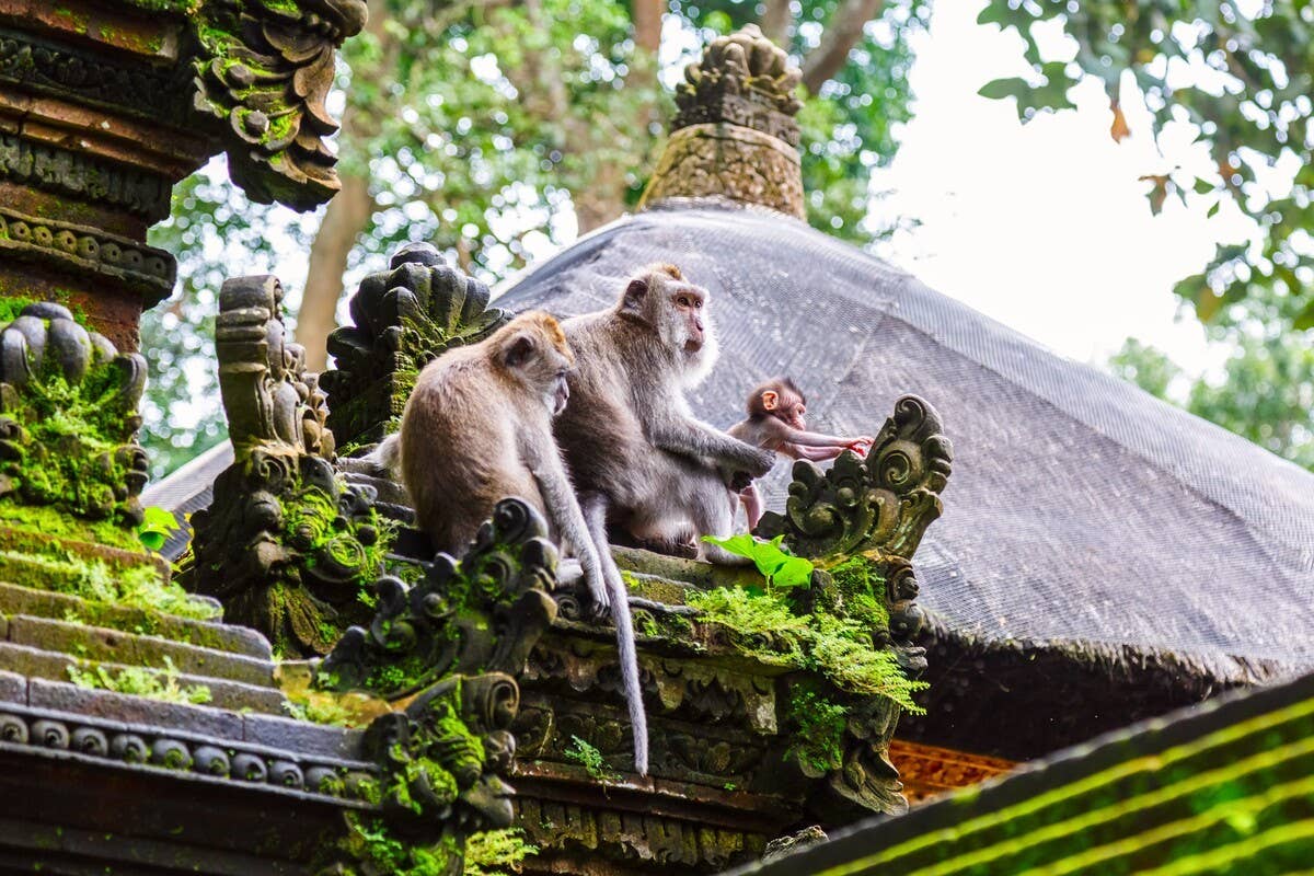 These Monkeys Had Never Seen a Prosthetic Leg Before, and Their ...