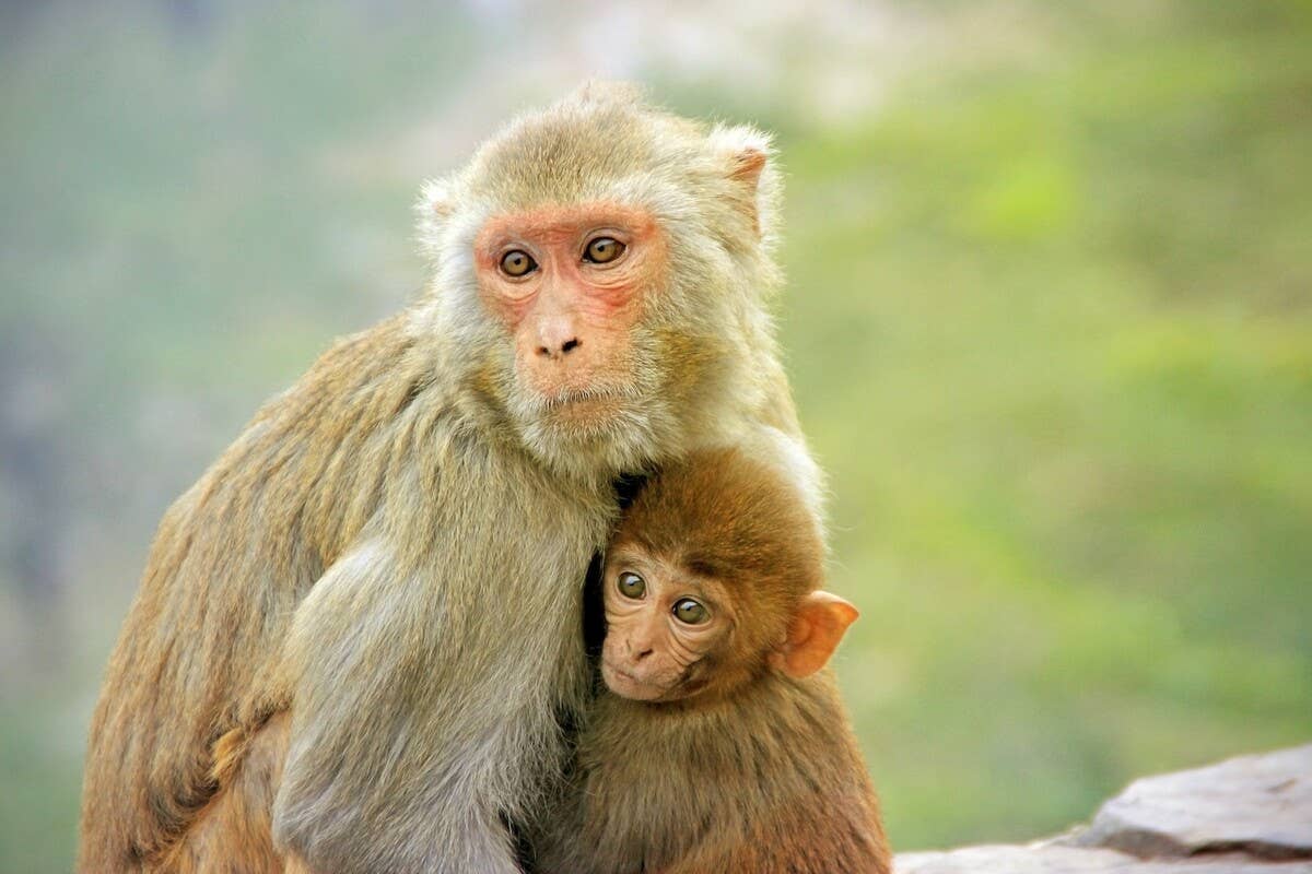 Teamwork Monke Monkey Family’s Teamwork During Death-Defying Tree Crossing Is Truly ...