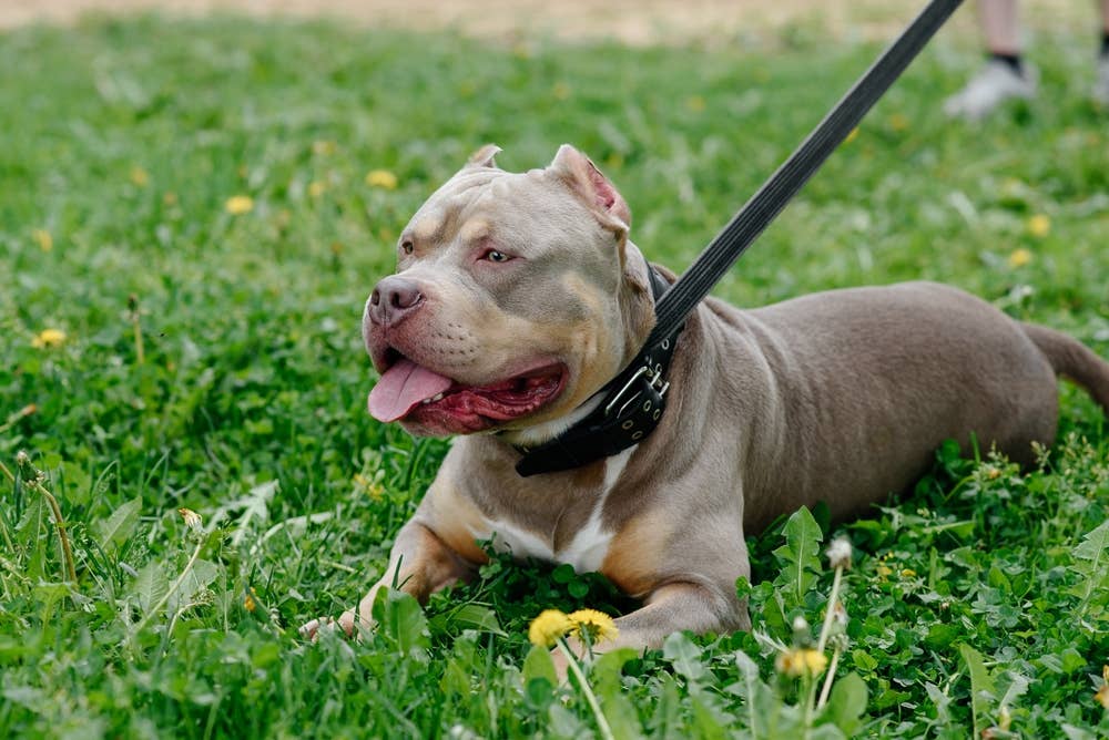 Stubborn Pit Bull Refuses to Leave the Mall in the Funniest Way