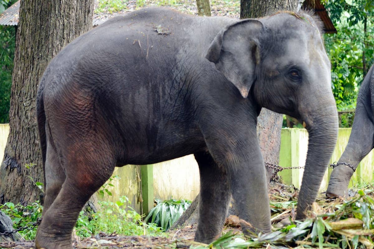 National Zoo Welcomes First Baby Asian Elephant in 25 Years and She's ...