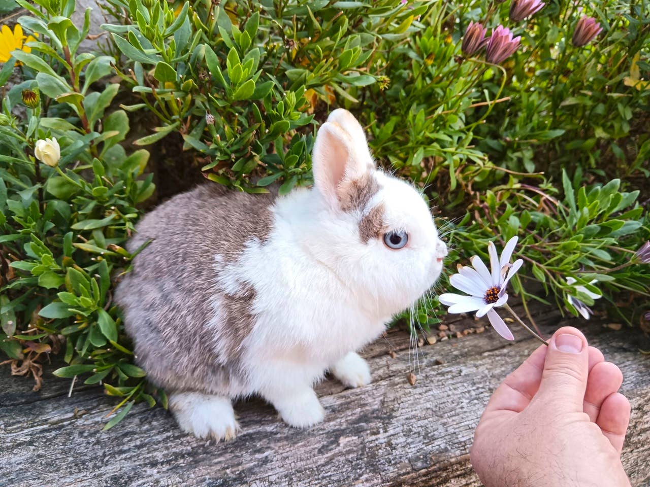 The Helpful Rabbit How to Get a Bunny To Like You and Earn Its Trust, Vet Tips - PetHelpful
