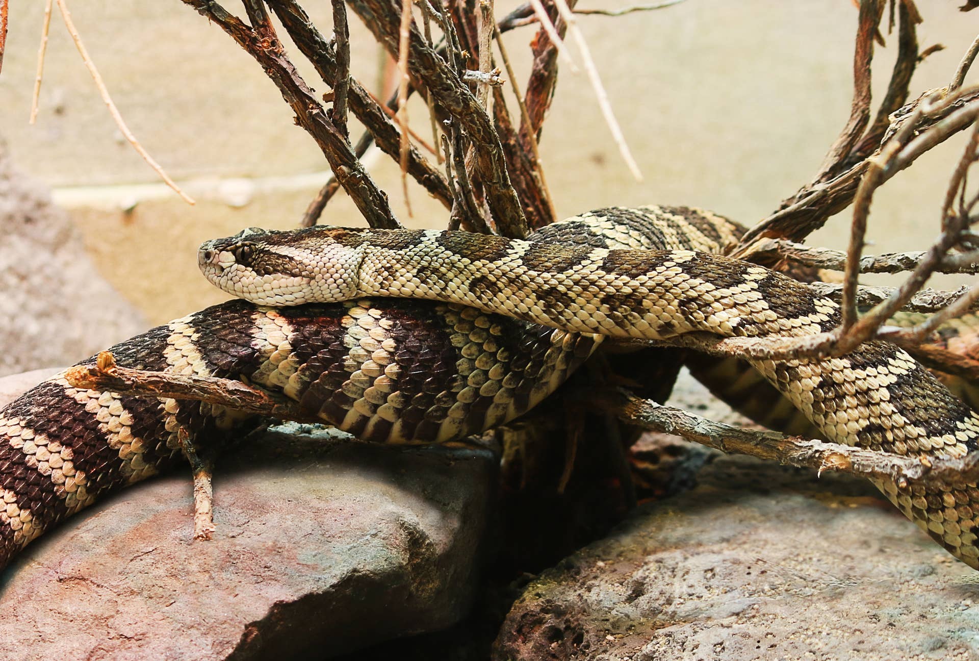 7 Most Rattlesnake-Infested Areas In Oregon - PetHelpful