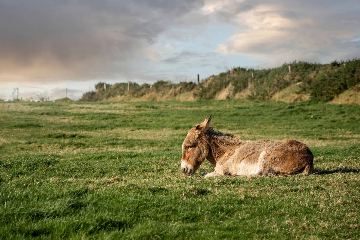 Donkey Overcome With Grief After Losing Her Best Friend Refuses to ...