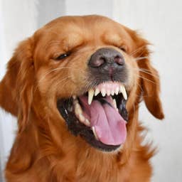 Curious Golden Retriever Tries a Lemon for the First Time, and Instantly Regrets It