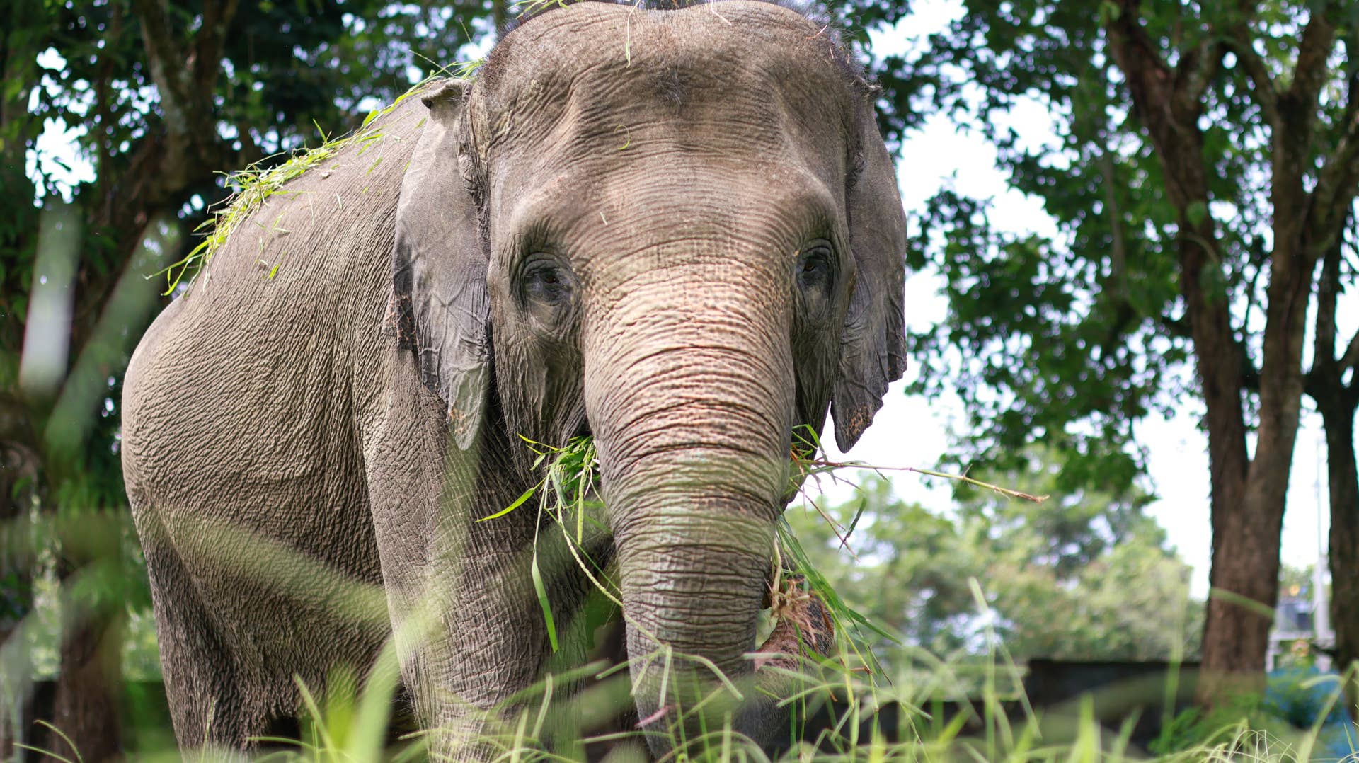 acloseupofasianelephantasianel