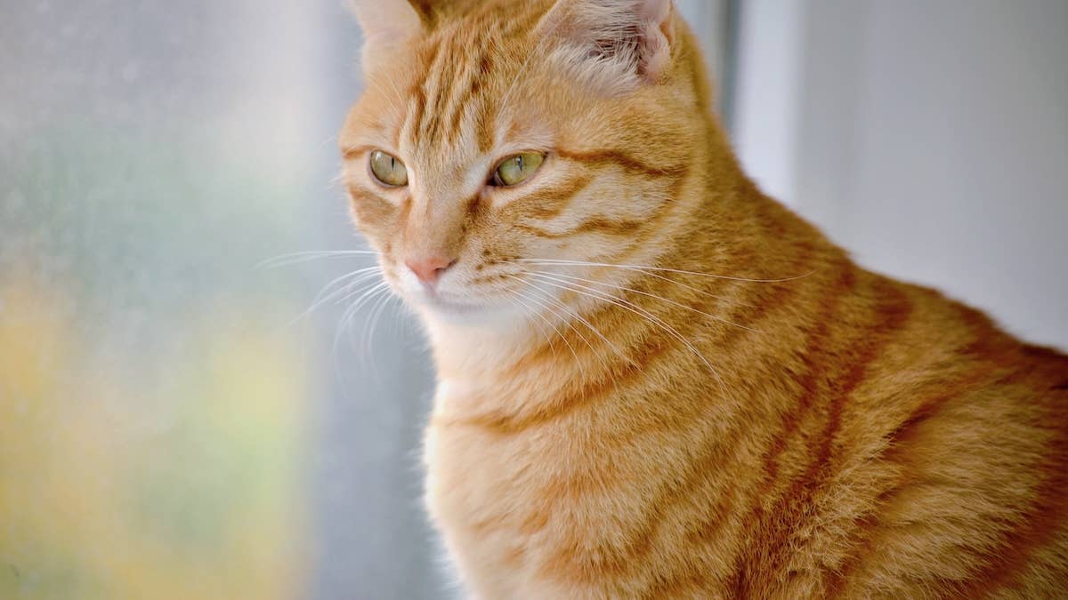 Professional Pet Sitter Wins Over Grumpy Orange Cats Who 'Does All the ...