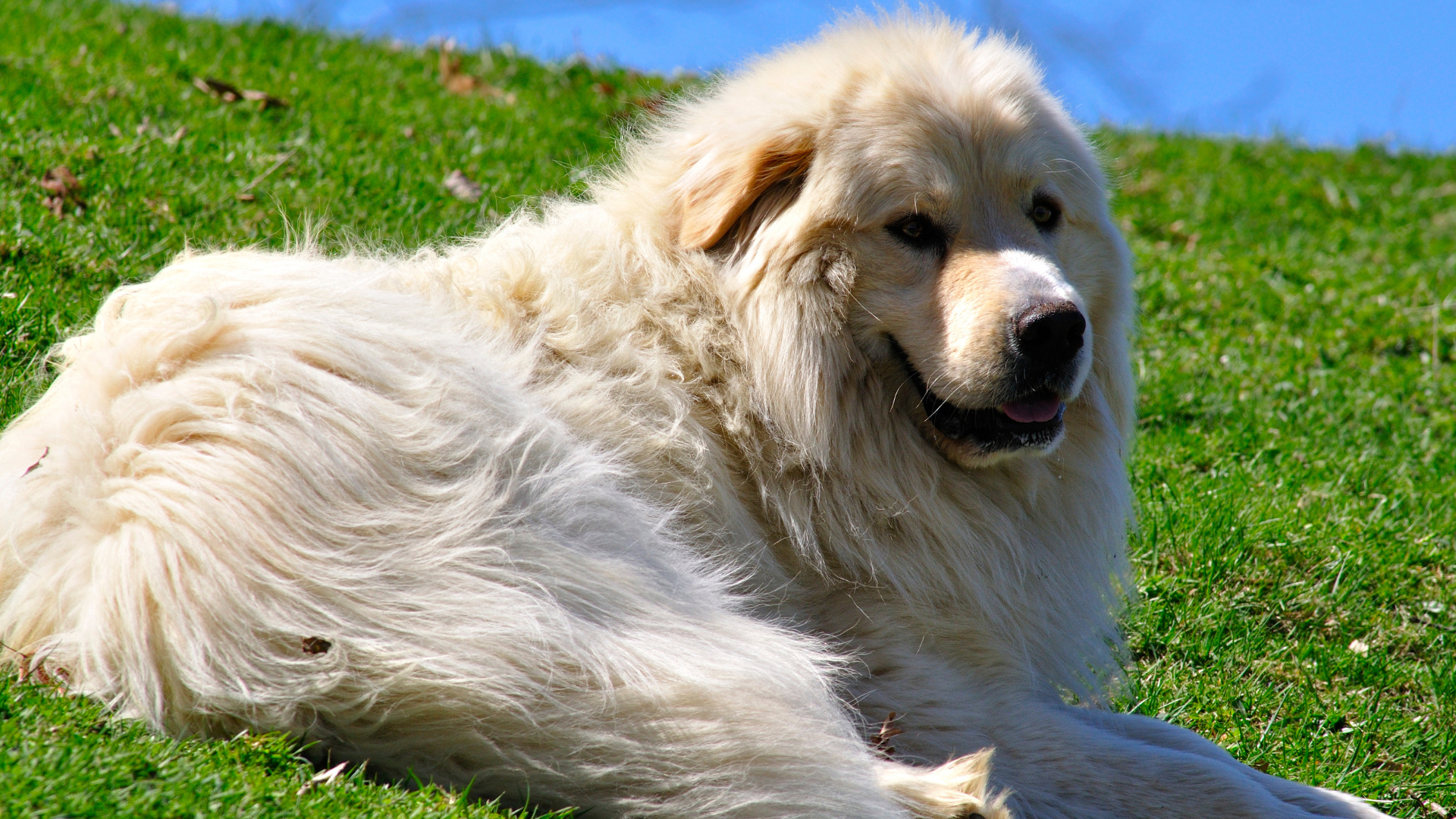 Great Pyrenees & Ram Besties Stop for a Cuddle Like the True Pals They ...