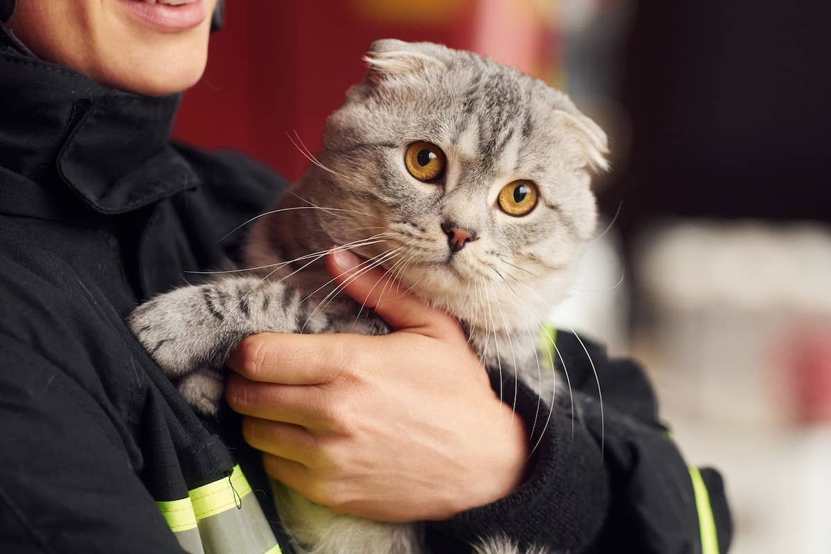 Heroic Southern California Firefighters Racing to Save Cats After an ...