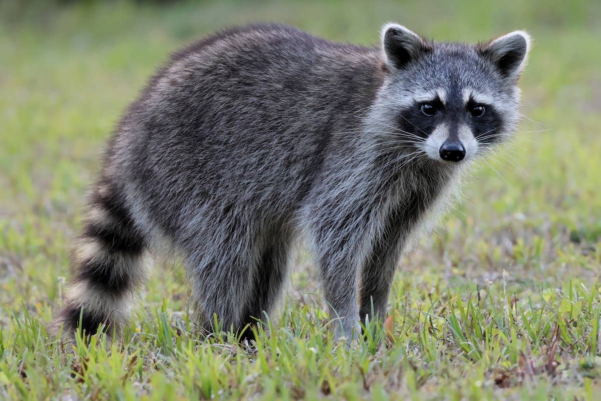 A Raccoon Wouldn’t Stop Following This Couple on a Hike — and the ...