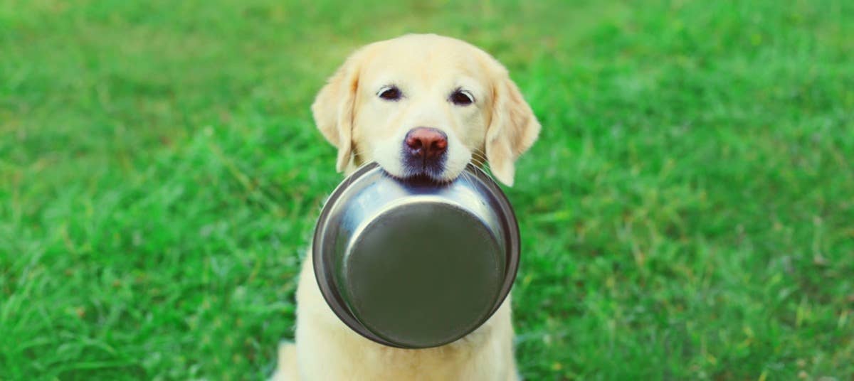 Dinner Is Served? These Dogs' Reactions to a 'Micro-Meal' Are Going ...