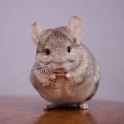 These 275 Chinchilla Names Are Almost Too Cute to Handle