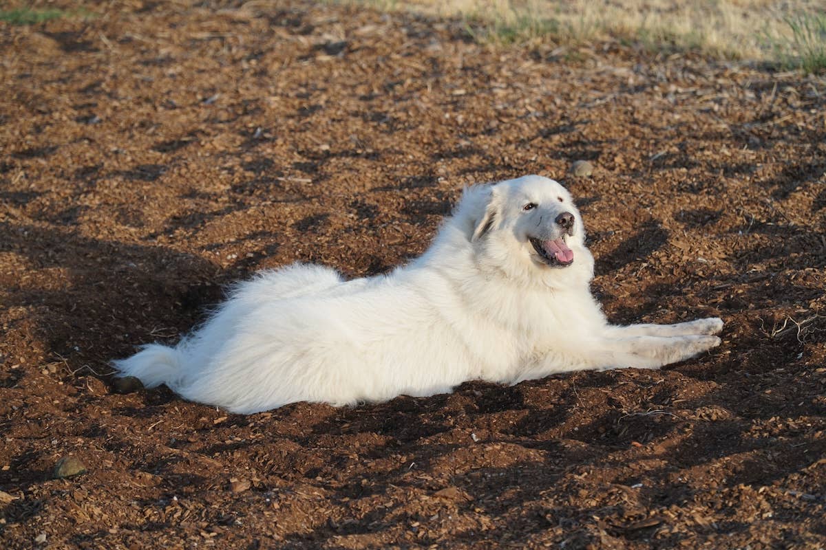 Pyrenees Dog Fall Great Pyrenees Finds Abandoned Puppies in the Woods—Then Something ...