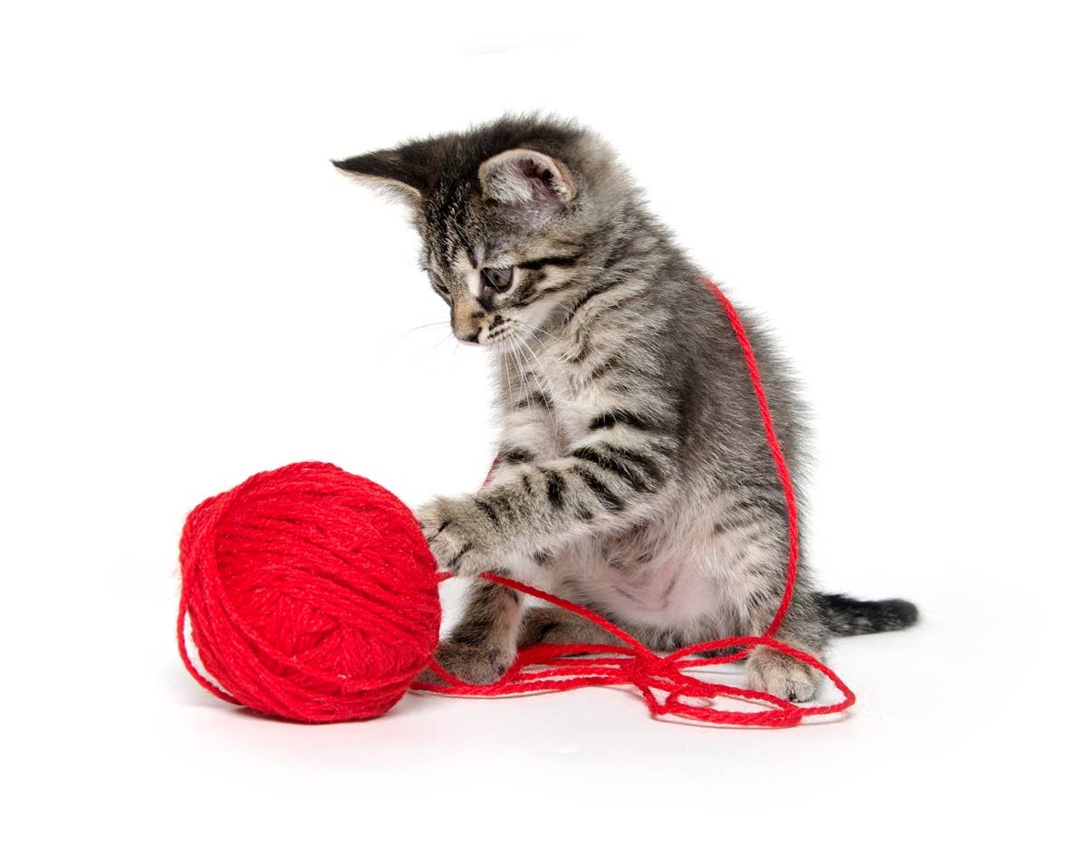 200+ Playful Kitten Names That'll Jump into Your Heart