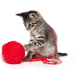 200+ Playful Kitten Names That'll Jump into Your Heart