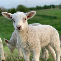 Farmers Left Speechless After Sheep Delivers Surprise Sextuplets