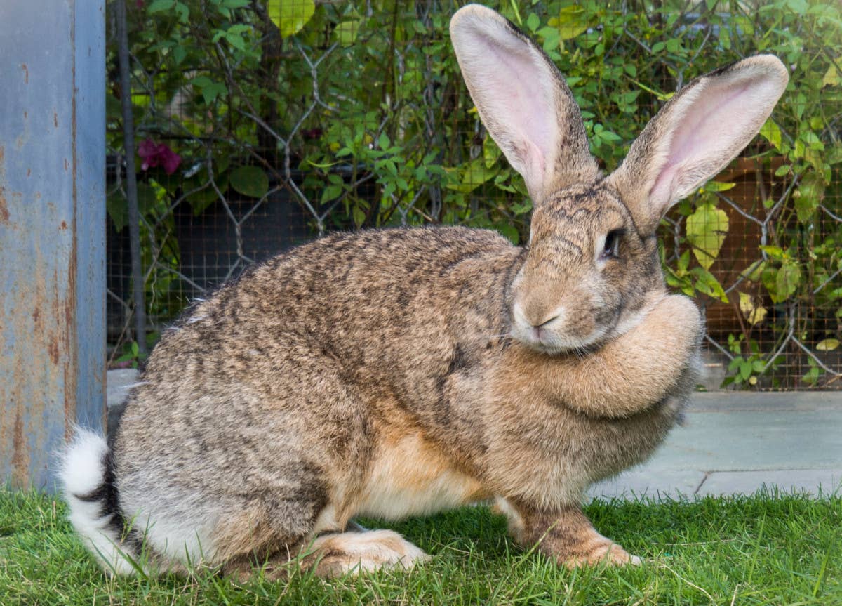 7 Best Pet Rabbit Breeds for Beginners, According to a Vet - PetHelpful