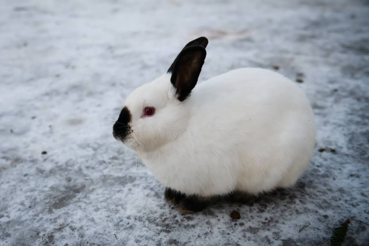 7 Best Pet Rabbit Breeds for Beginners, According to a Vet - PetHelpful