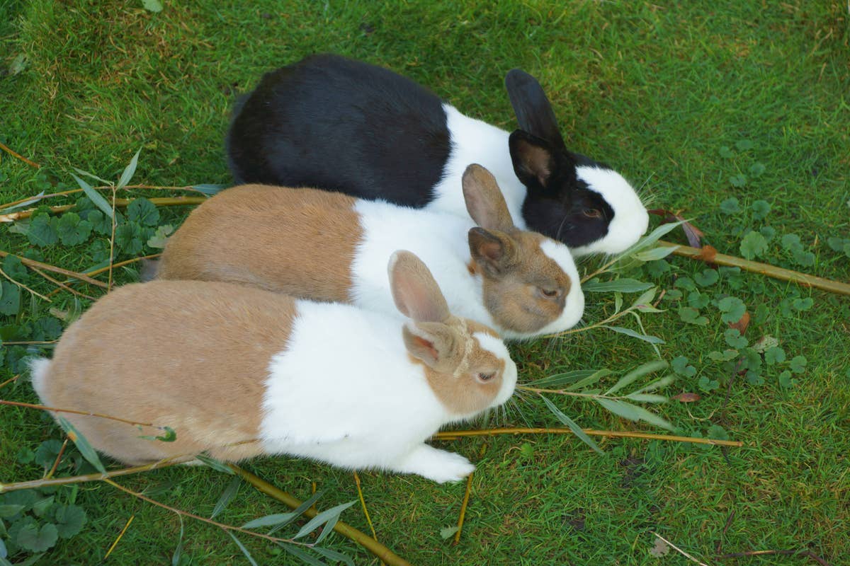 Pet Friendly Rabbit 7 Best Pet Rabbit Breeds for Beginners, According to a Vet - PetHelpful
