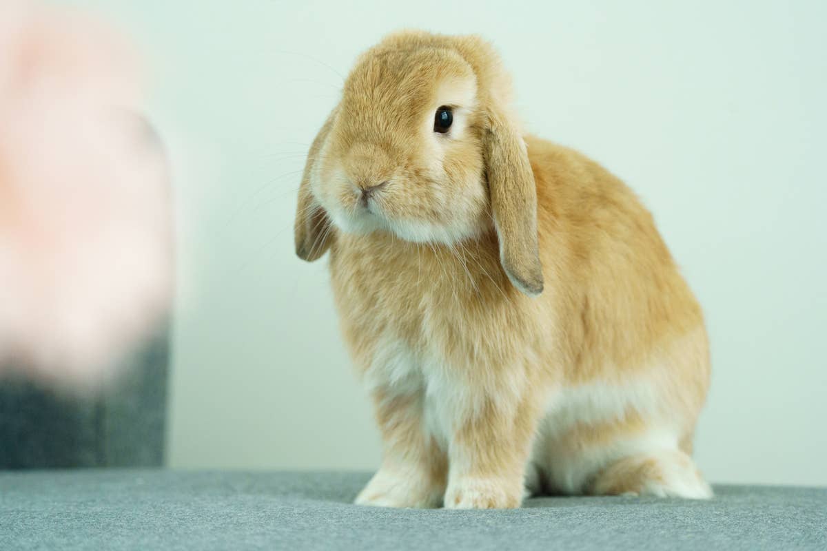7 Best Pet Rabbit Breeds for Beginners, According to a Vet - PetHelpful