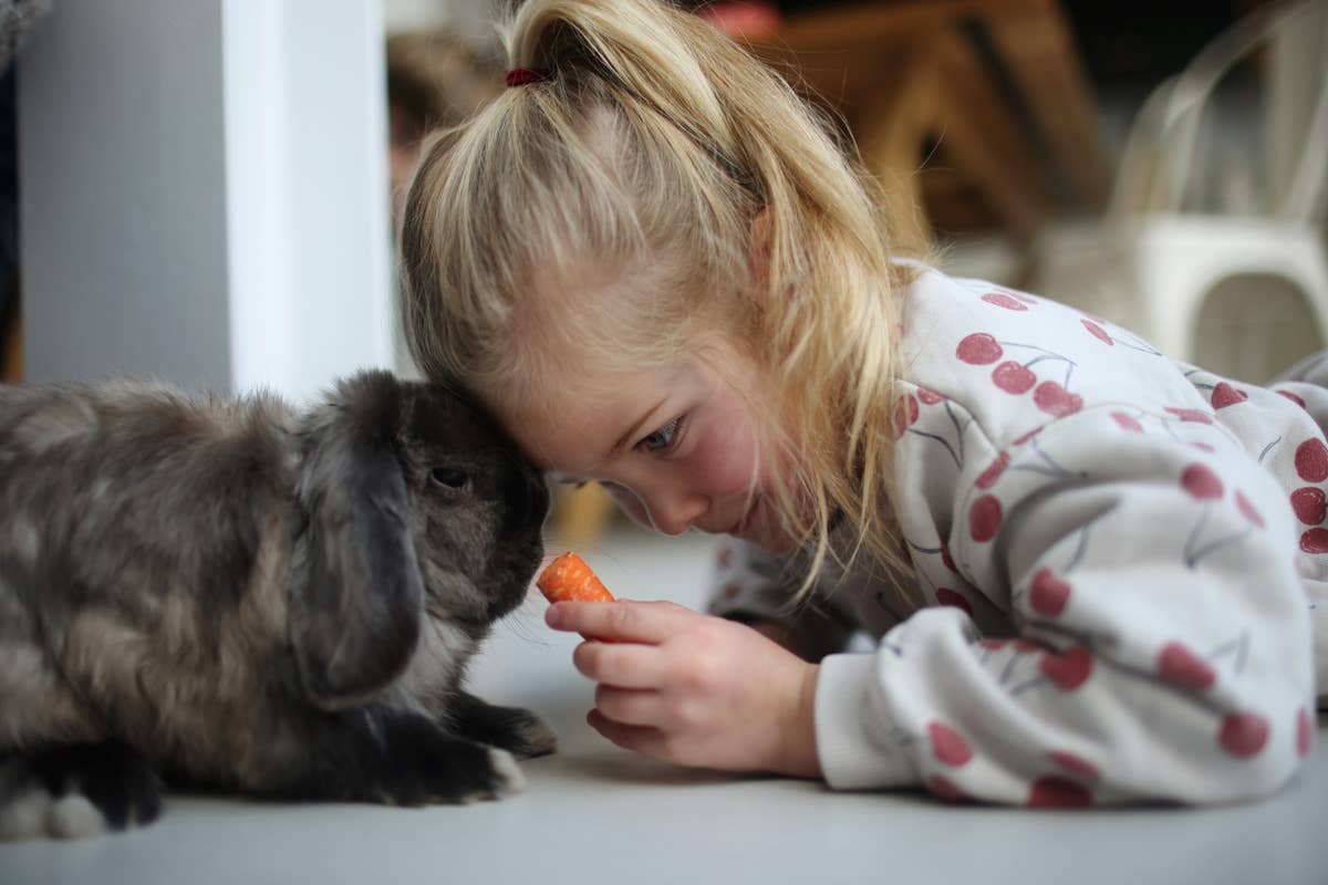 The Helpful Rabbit All Pets: Care Guides for Every Companion Animal - PetHelpful