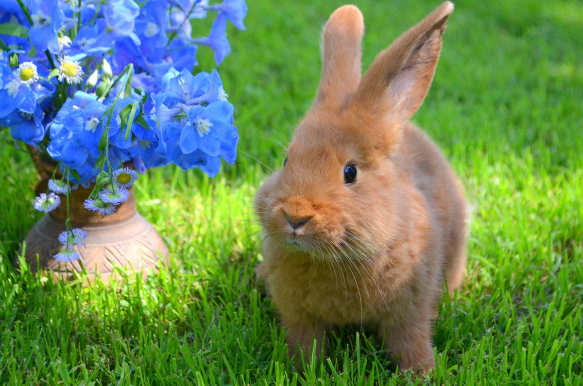7 Best Pet Rabbit Breeds for Beginners, According to a Vet - PetHelpful
