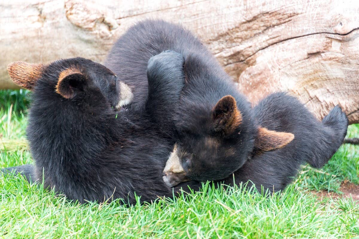 Black Bear Mom and Her Cubs Casually Claim a Backyard—and Melt Hearts ...